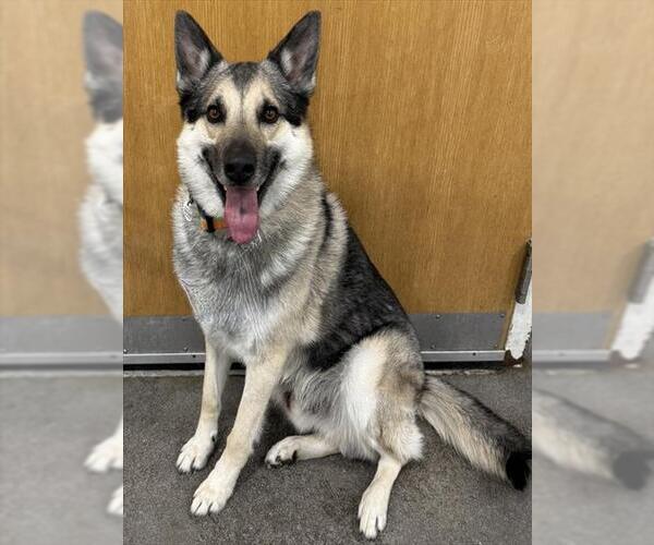 Medium Photo #1 German Shepherd Dog Puppy For Sale in Forestville, MD, USA