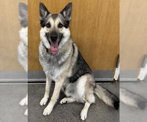 German Shepherd Dog Dogs for adoption in Forestville, MD, USA