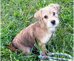 Small #8 Cairn Terrier Mix