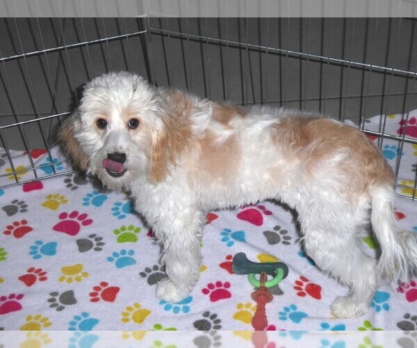 Medium Photo #18 Cavapoo-Poodle (Miniature) Mix Puppy For Sale in ORO VALLEY, AZ, USA
