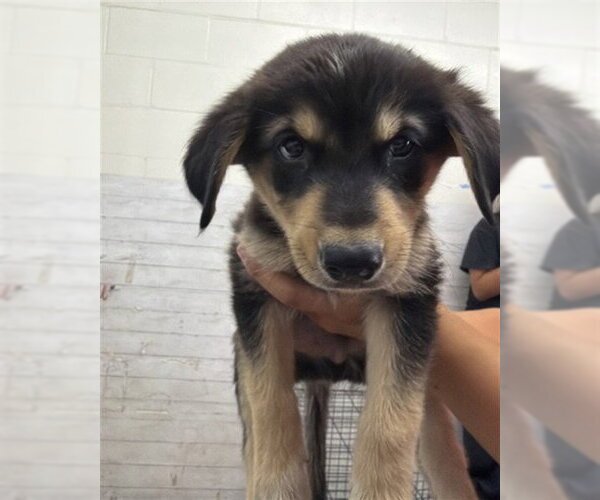 Medium Photo #1 German Shepherd Dog-Unknown Mix Puppy For Sale in San Bernardino, CA, USA
