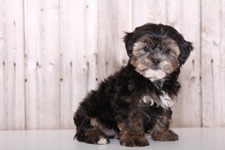 Medium Shorkie Tzu