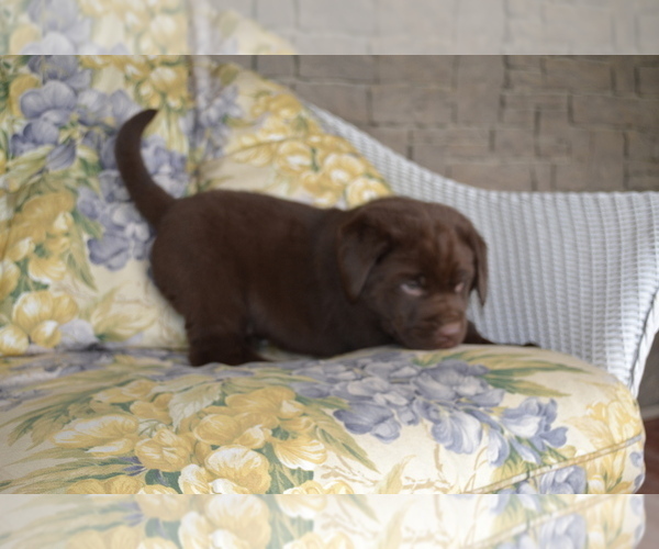 Medium Photo #3 Labrador Retriever Puppy For Sale in GREENWOOD, WI, USA