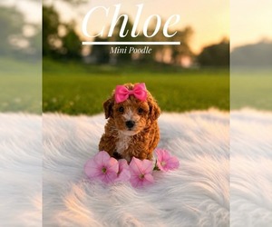 Poodle (Miniature) Puppy for sale in LANSING, IL, USA