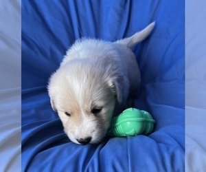 Golden Labrador Puppy for sale in LIVE OAK, FL, USA