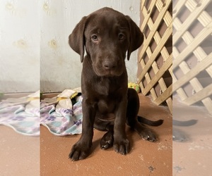 Labrador Retriever Puppy for sale in ENTERPRISE, FL, USA