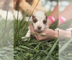 Puppy Puppy 5 Goldendoodle (Miniature)