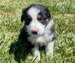 Puppy 7 Australian Shepherd
