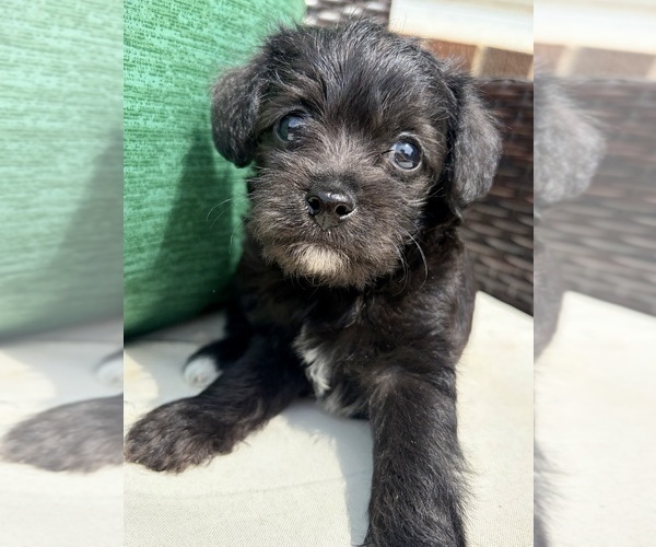 Medium Photo #1 Schnoodle (Miniature) Puppy For Sale in COLLINSVILLE, VA, USA