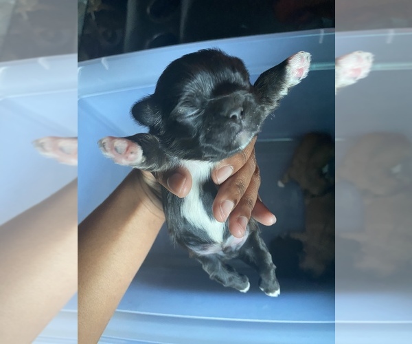Medium Photo #1 Shih Tzu Puppy For Sale in PENSACOLA, FL, USA