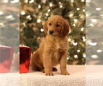 Small Photo #6 Golden Retriever Puppy For Sale in FREDONIA, KY, USA