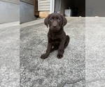 Puppy Caroline Labrador Retriever