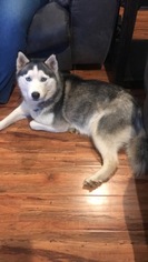 Mother of the Siberian Husky puppies born on 12/10/2018