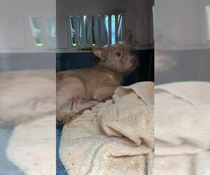Toxirn Dogs for adoption in Houston, TX, USA