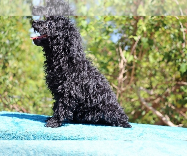 Medium Photo #8 Poodle (Toy) Puppy For Sale in DYERSBURG, TN, USA
