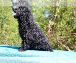 Small #7 Poodle (Toy)