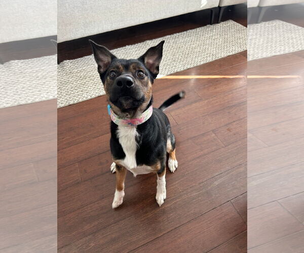 Medium Photo #2 Mutt Puppy For Sale in Germantown, OH, USA