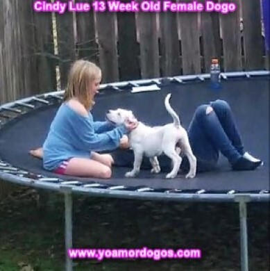 Medium Photo #173 Dogo Argentino Puppy For Sale in PINEVILLE, MO, USA