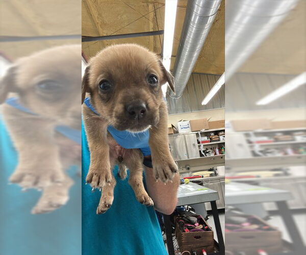 Medium Photo #1 German Shepherd Dog-Unknown Mix Puppy For Sale in Waco, TX, USA