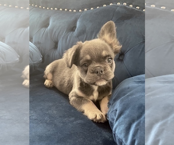 Medium Photo #17 French Bulldog Puppy For Sale in WILSON, WY, USA