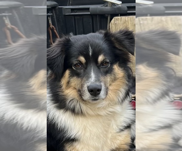 Medium Photo #1 Australian Shepherd Puppy For Sale in SENECA, SC, USA