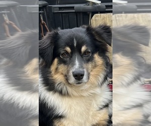 Mother of the Australian Shepherd puppies born on 08/07/2025