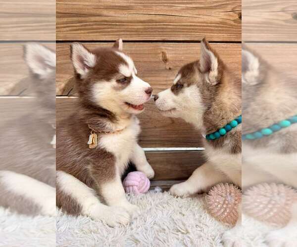 Medium Photo #6 Siberian Husky Puppy For Sale in TAMPA, FL, USA
