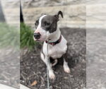 Small #2 Mutt