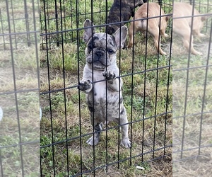 French Bulldog Puppy for sale in BRIDGEVILLE, DE, USA