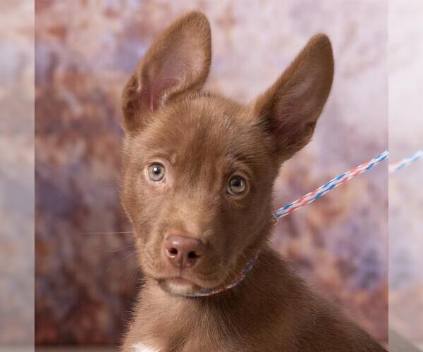 Medium Photo #1 Basenji-Unknown Mix Puppy For Sale in Olathe, KS, USA