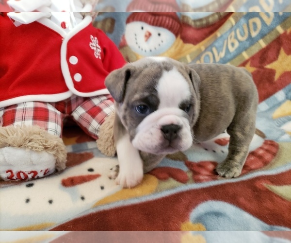Medium Photo #1 Bulldog Puppy For Sale in GALENA, MO, USA