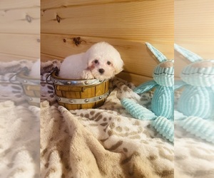 Maltipoo Puppy for sale in CROSSVILLE, TN, USA