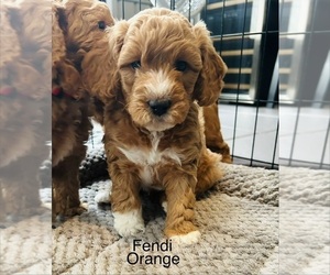 Goldendoodle (Miniature) Puppy for sale in ORANGE CITY, FL, USA