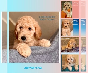 Medium Goldendoodle-Poodle (Standard) Mix