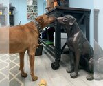 Small Photo #4 American Pit Bull Terrier-Doberman Pinscher Mix Puppy For Sale in Spotsylvania, VA, USA