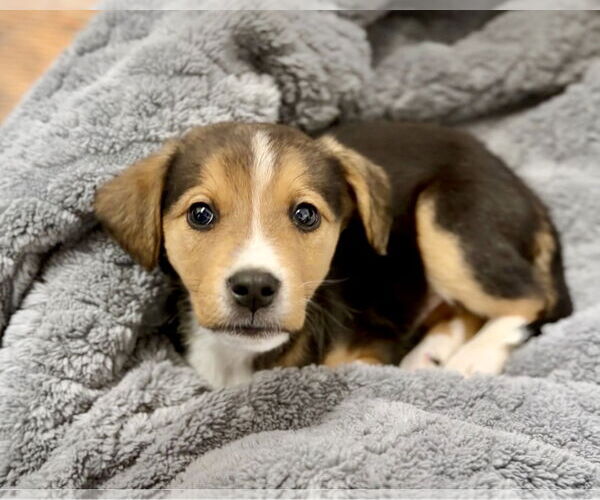 Medium Photo #1 Beagle-Unknown Mix Puppy For Sale in Green Forest, AR, USA
