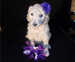 Small Photo #2 Poodle (Standard) Puppy For Sale in MONTELLO, WI, USA