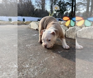 American Bully Puppy for sale in VIRGINIA BEACH, VA, USA