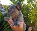 Small Photo #8 French Bulldog Puppy For Sale in N LAS VEGAS, NV, USA