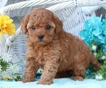 Small Photo #3 Cavapoo Puppy For Sale in JONES, MI, USA