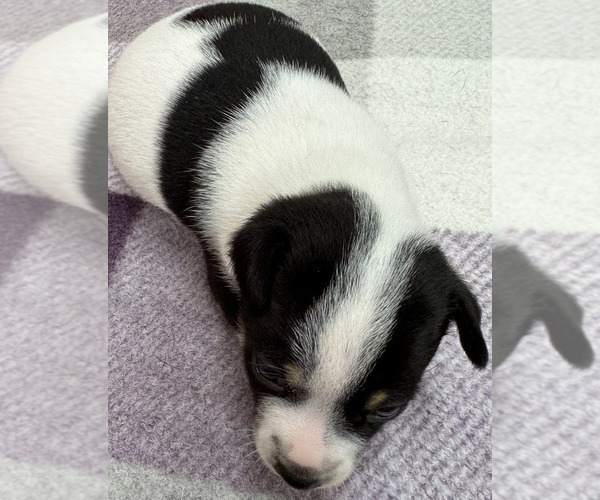 Medium Photo #4 Rat Terrier Puppy For Sale in WHITAKERS, NC, USA