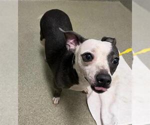 Chihuahua-Unknown Mix Dogs for adoption in Las Vegas, NV, USA