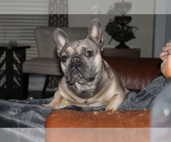 Medium Photo #3 French Bulldog Puppy For Sale in GERMANTOWN, TN, USA