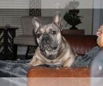 Small Photo #3 French Bulldog Puppy For Sale in GERMANTOWN, TN, USA
