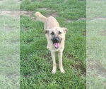 Small #1 German Shepherd Dog Mix