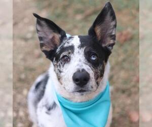 Australian Shepherd-Unknown Mix Dogs for adoption in San Antonio, TX, USA