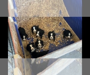 Father of the Bernese Mountain Dog puppies born on 11/13/2021