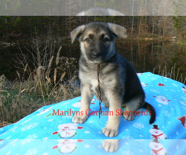 Medium Photo #5 German Shepherd Dog Puppy For Sale in PIEDMONT, MO, USA