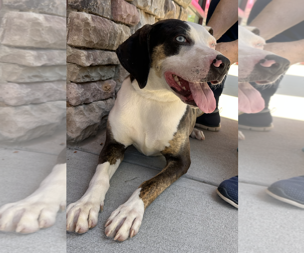 Medium Photo #2 Catahoula Leopard Dog-Unknown Mix Puppy For Sale in Thomasville, NC, USA