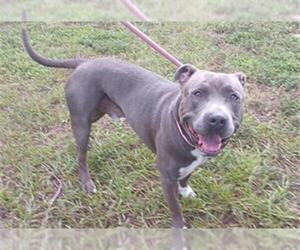 American Staffordshire Terrier Dogs for adoption in Fort Lauderdale, FL, USA